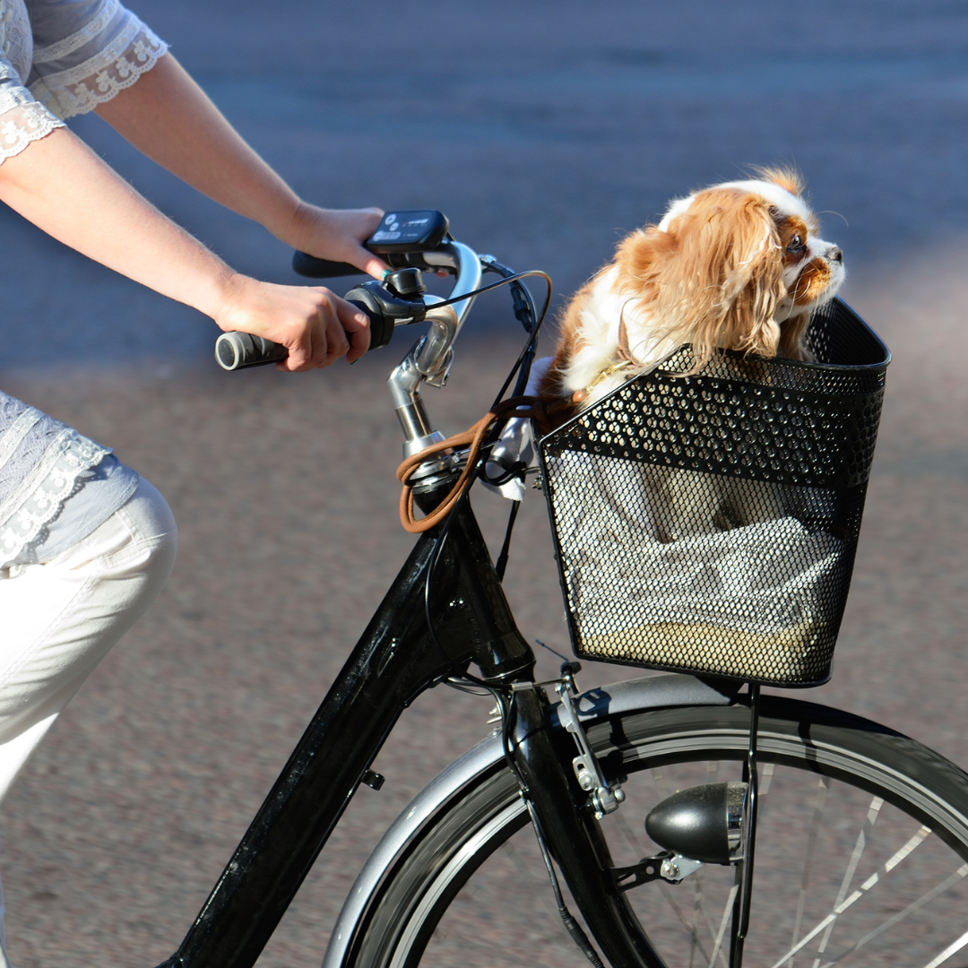 Fietsmanden voor honden tot 6 kilo: Veilig en Stijlvol op avontuur