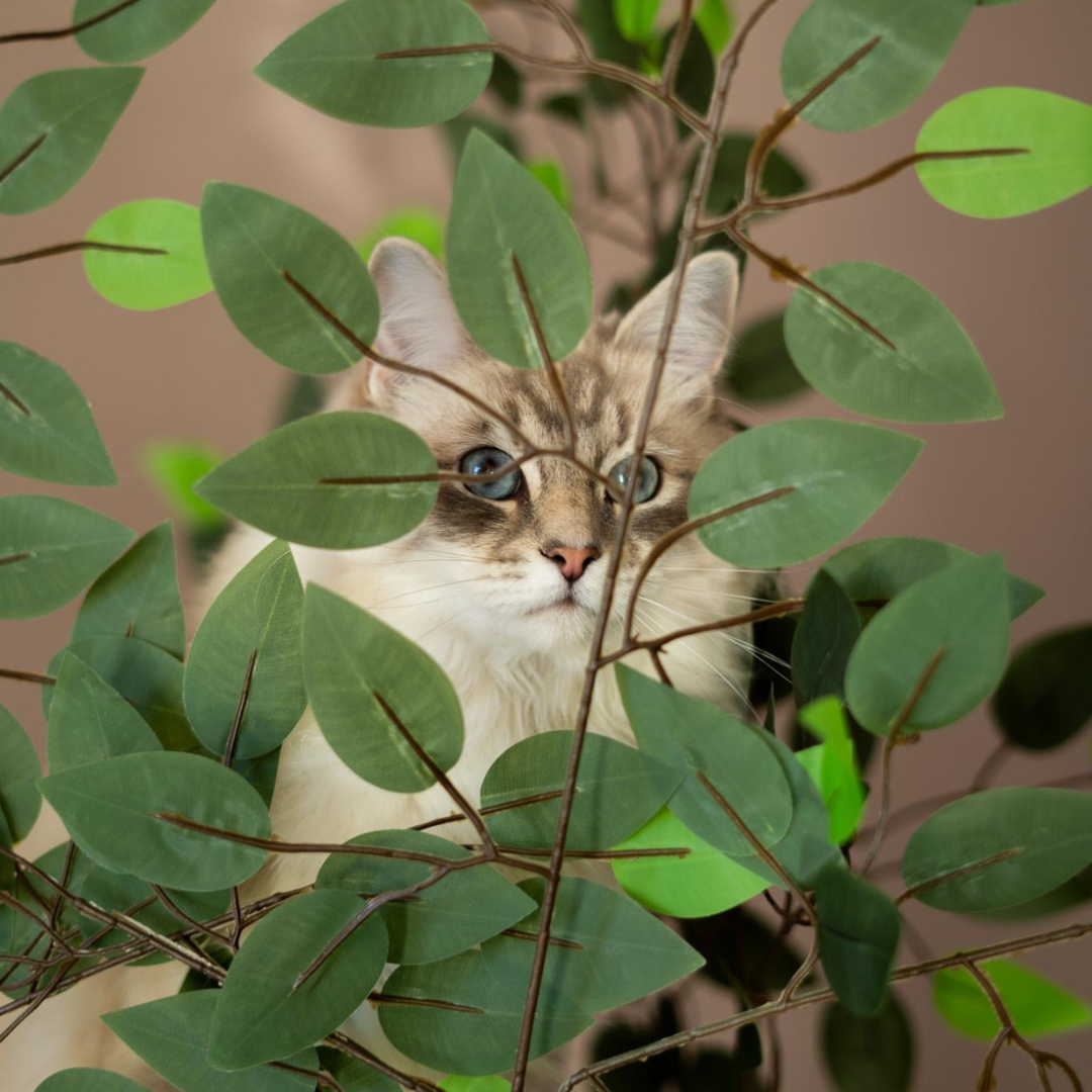 De perfecte kattenkrabpaal met bladeren