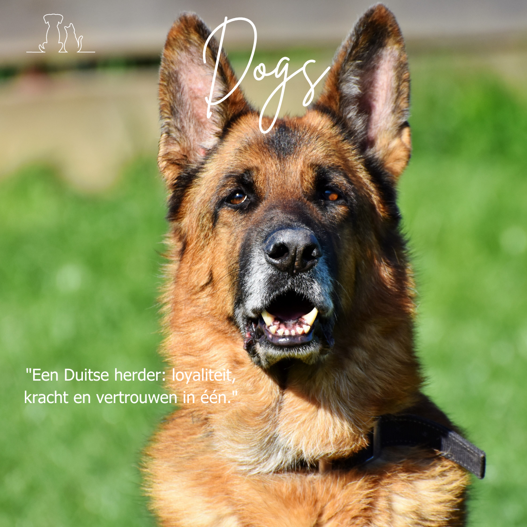 De Herdershond: Loyaliteit, Intelligentie en Kracht in Één Ras