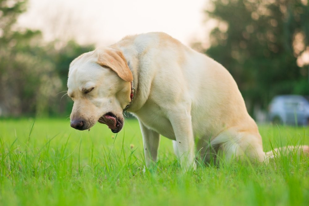 Kennelhoest bij honden: symptomen, oorzaken en behandeling