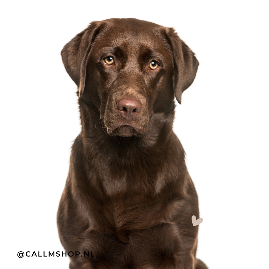 De charmante labrador retriever: Een gids voor hondenliefhebbers