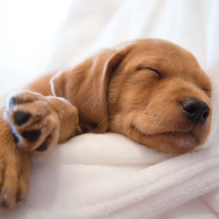 Goede voorbereiding voor het aanschaffen van een puppy is erg belangrijk