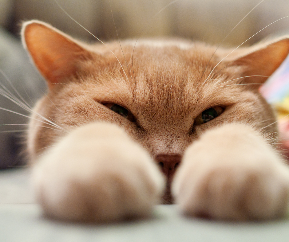 Kattenmanden