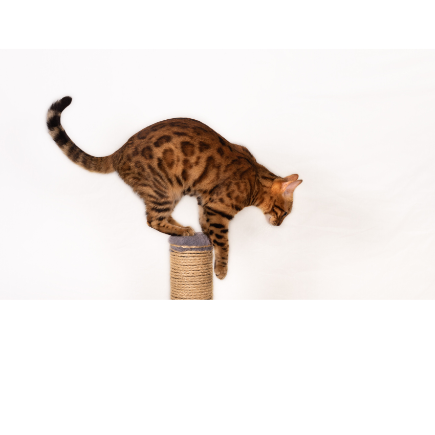 Krabpalen en Kattenpalen