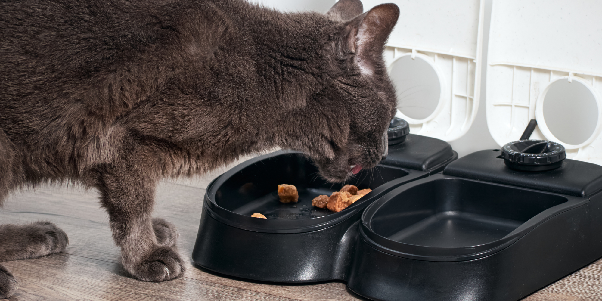 Automatische voerbakken en drinkfonteinen