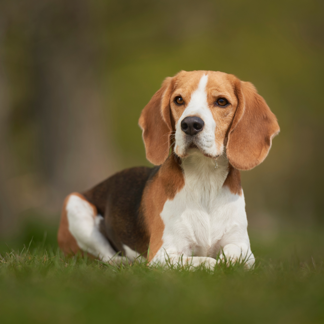 Hondenrassen - Beagle - Vrolijke en energieke hondenras!