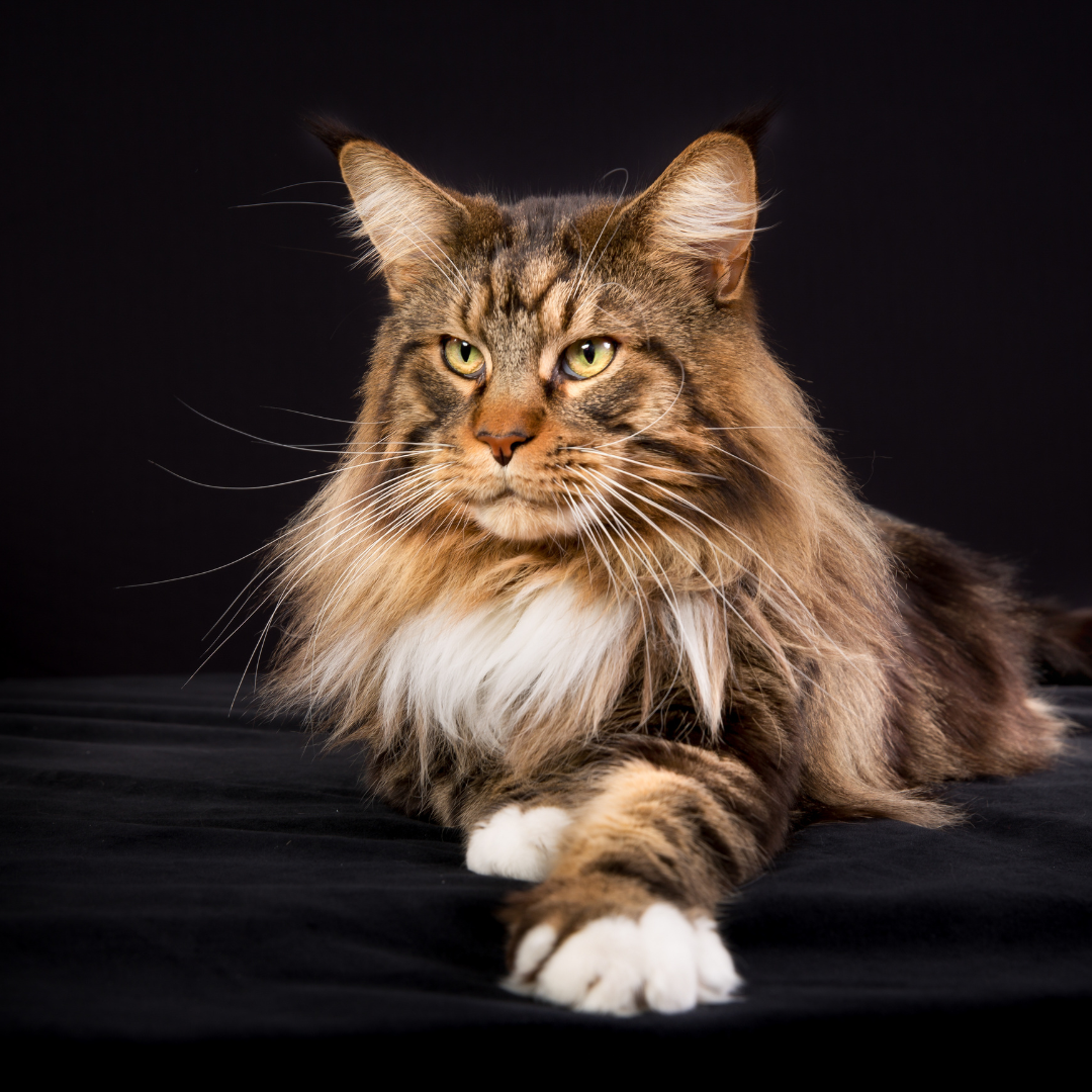 Kattenrassen - Maine Coon - Waarom zijn ze zo populair!