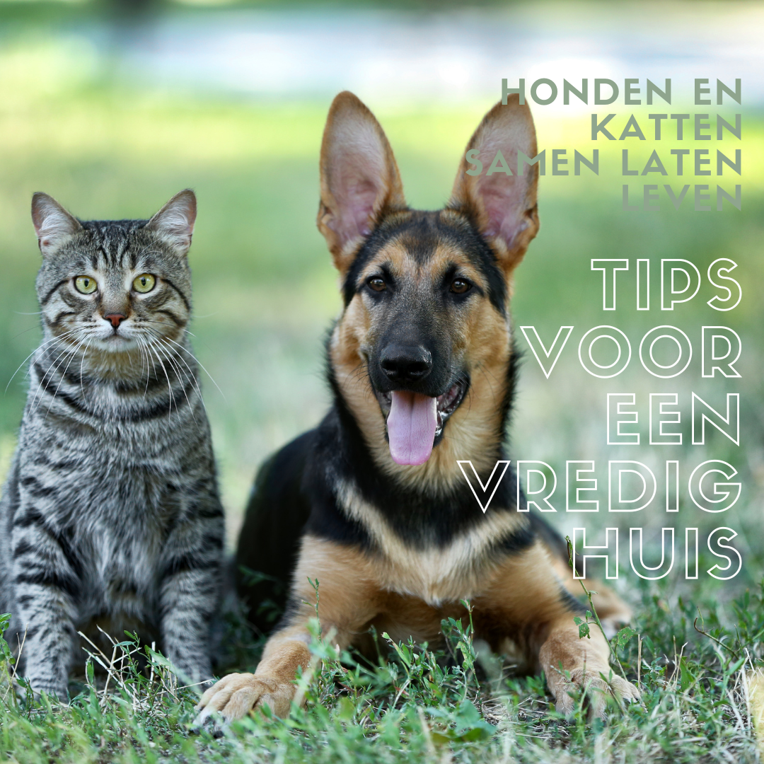 Honden en Katten samen laten leven: Tips voor een vredig huis