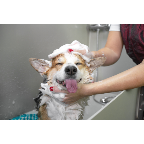 Honden shampoo