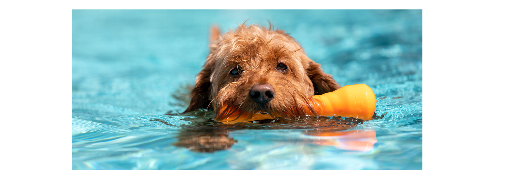 Honden(zwem)bad
