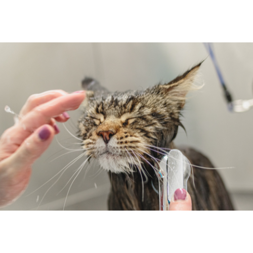 Katten Shampoo