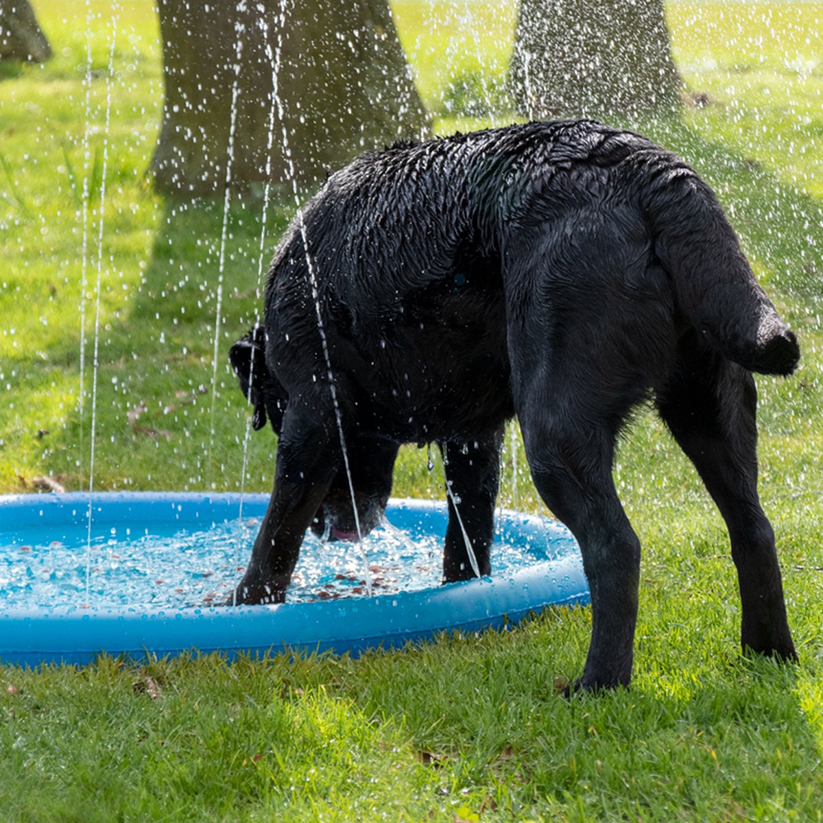 Honden - Waterplezier - Hond - CoolPets Splash Pool Sproeier