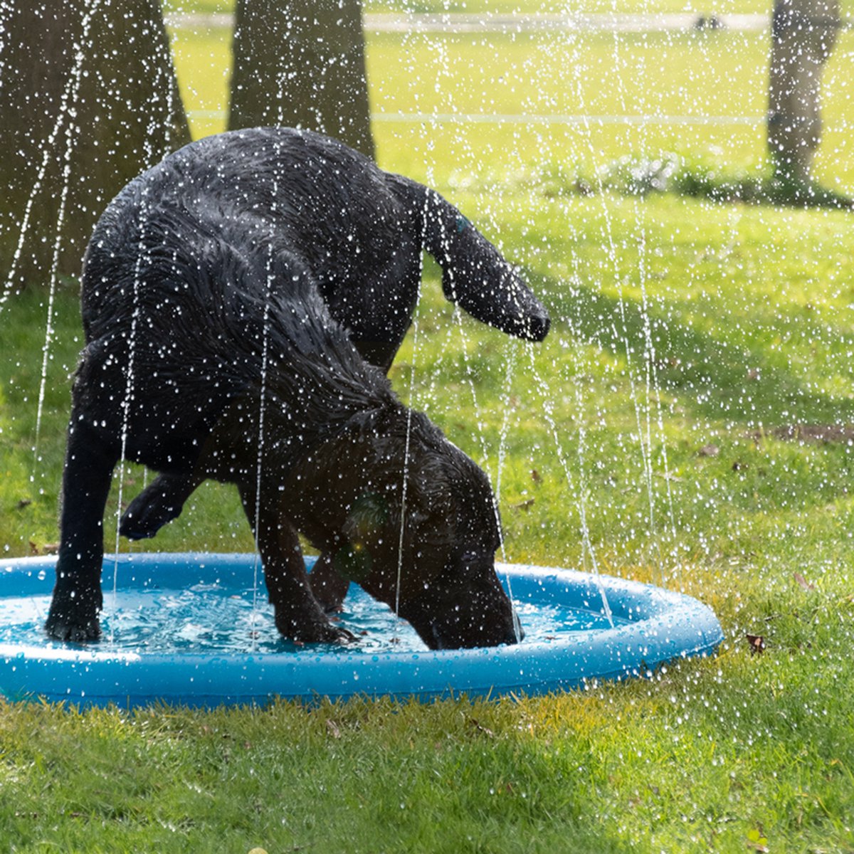 Honden - Waterplezier - Hond - CoolPets Splash Pool Sproeier